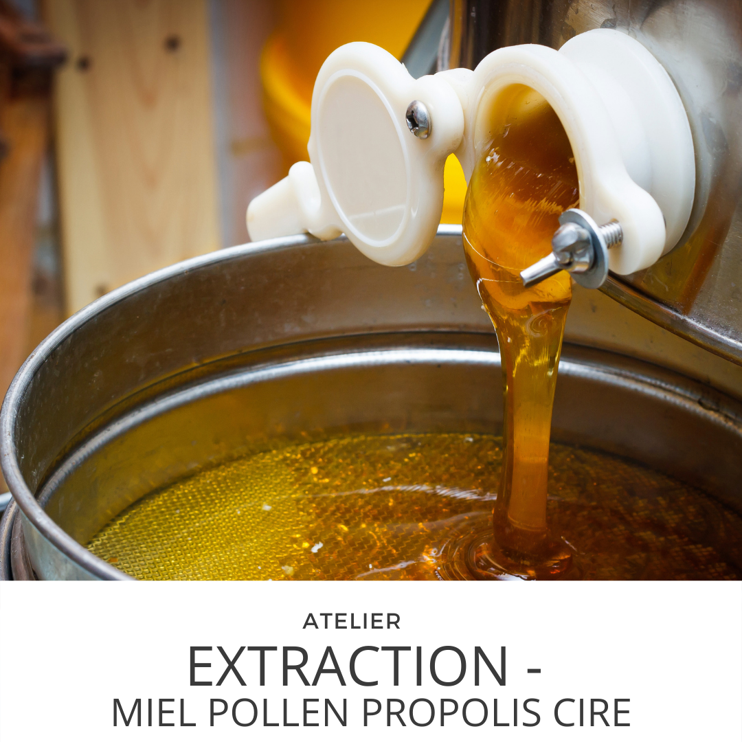 Extraction Workshop - Honey, Pollen, Wax, Propolis