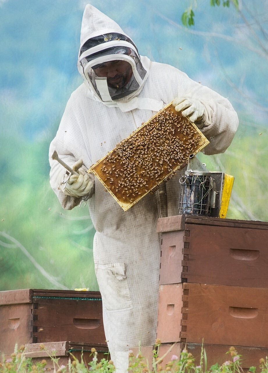 Atelier Initiation en apiculture (théorique) 6 Avril à 13h00