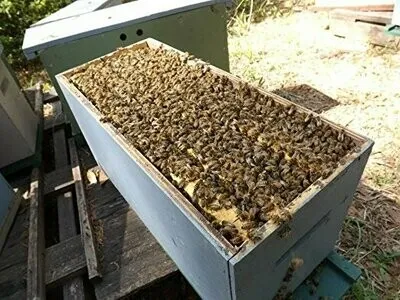 4 Frame Nucs 2025