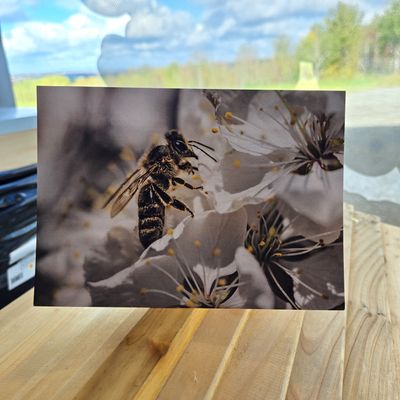 Choice of greeting cards