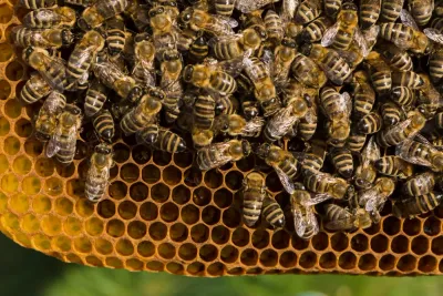Les différents types et races d&#39;abeilles