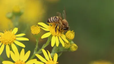 Honey and the Environment: The Importance of Bees