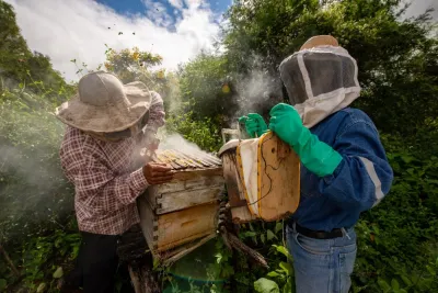 The Role of Honey in Culture and Traditions