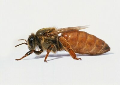 Bees, Queens &amp; Nucs