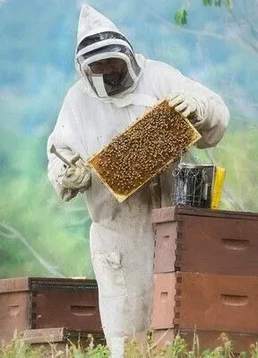 Introduction to Beekeeping Course (theoretical) 11th April 13h00