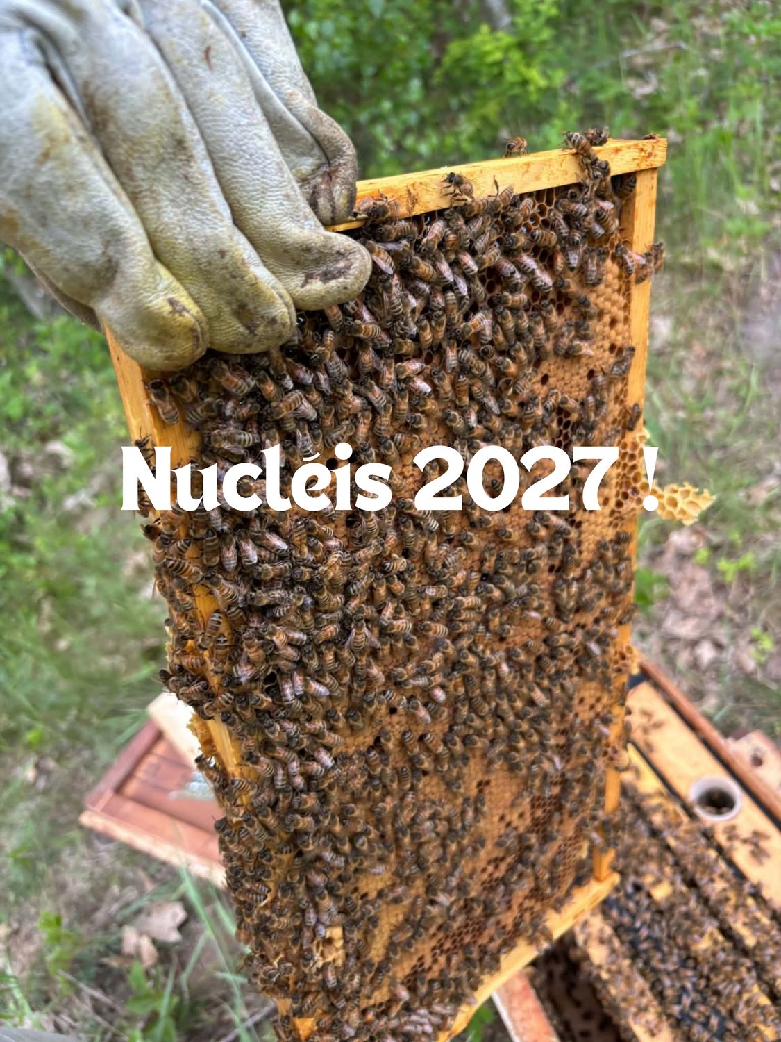 Nucs 4 Frames