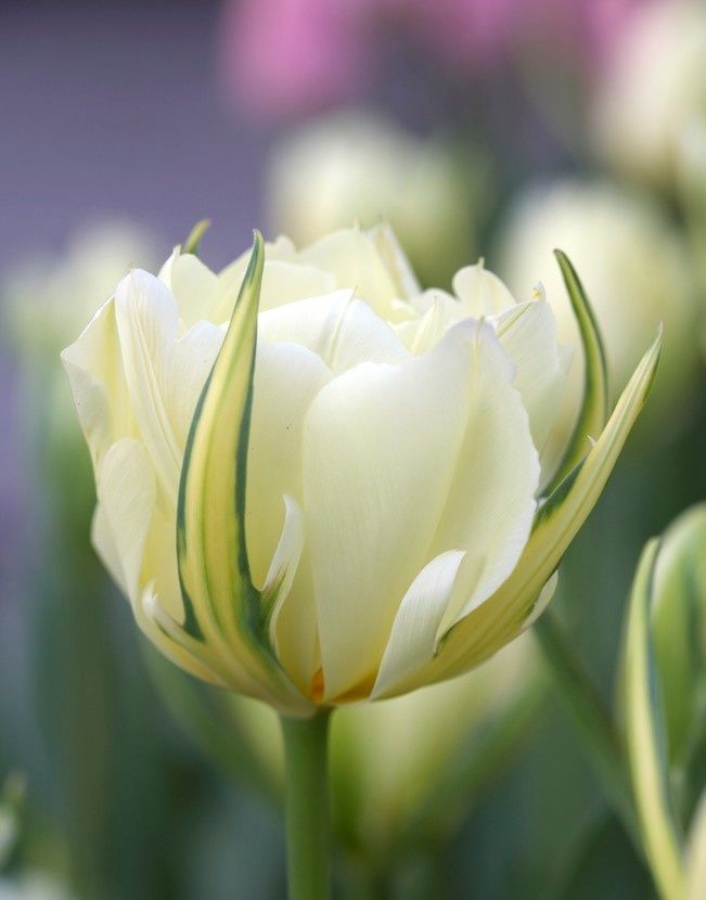 Exotic Emperor Tulip Bulbs