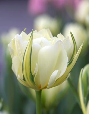 Exotic Emperor Tulip Bulbs