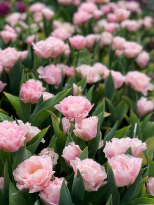 Dreamer Tulip Bulbs