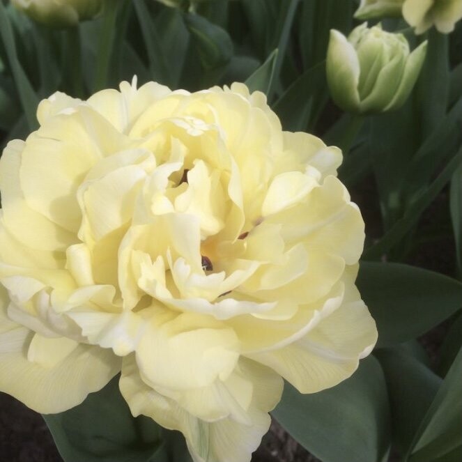Avant Garde Tulip Bulbs
