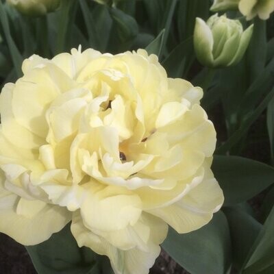 Avant Garde Tulip Bulbs