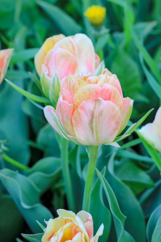 Akebono Tulip Bulbs