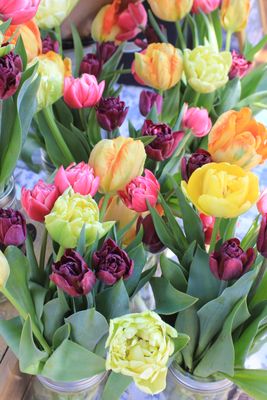 Spring Color Tulip Arrangement
