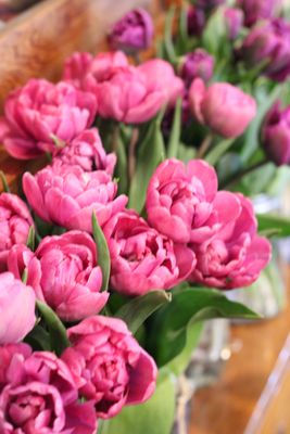 Rosy Diamond Tulip Bulbs