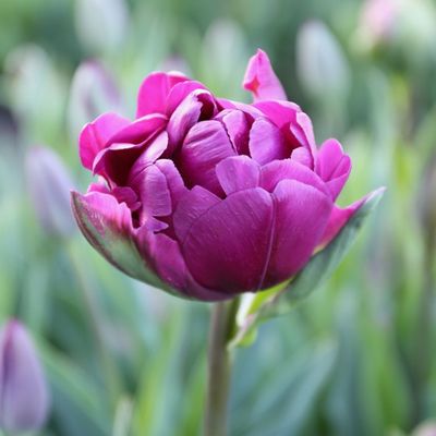 Negrita Double Tulip