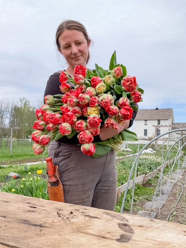 Gudoshnick Double Tulip Bulbs