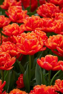 Icoon Tulip Bulbs