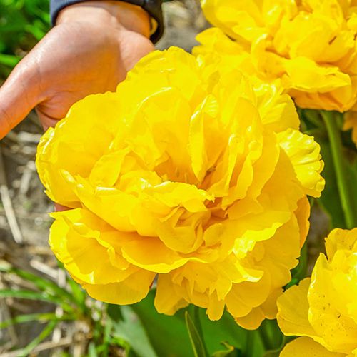 Limousine Tulip Bulbs