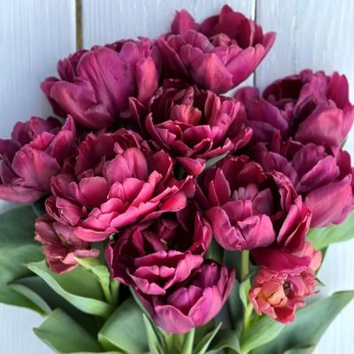 Alison Bradley Tulip Bulbs