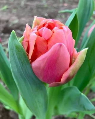 Pink Symbiose Tulip Bulbs