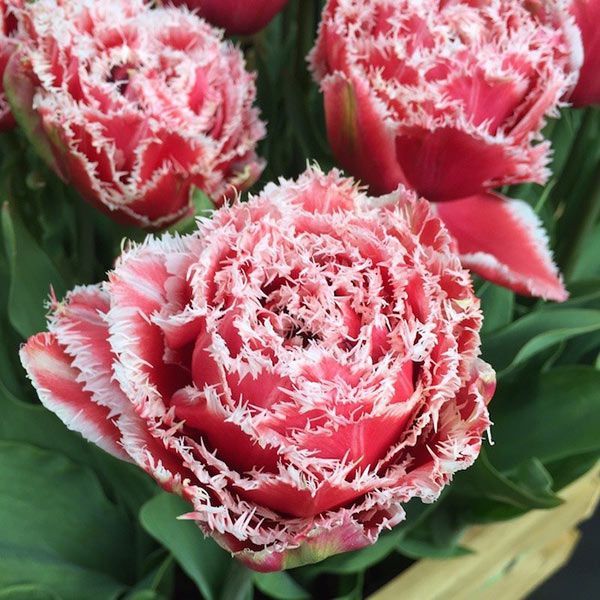 Brest Tulip Bulbs