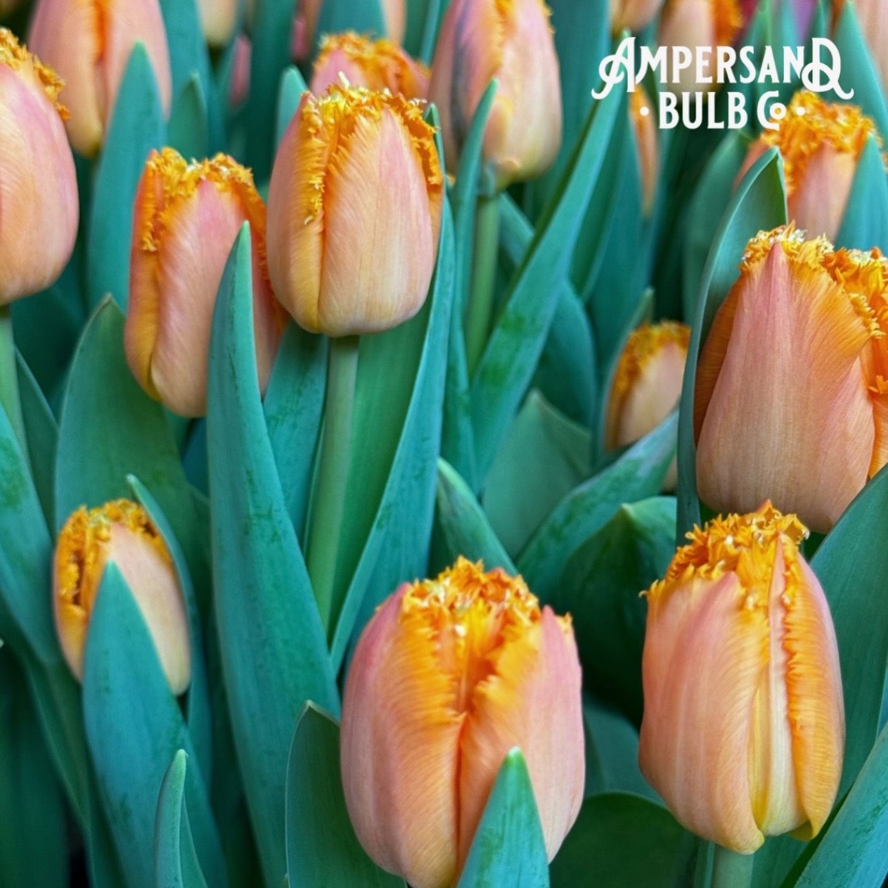 Ogene Tulip Bulbs