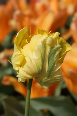 Yellow Madonna Tulip Bulbs