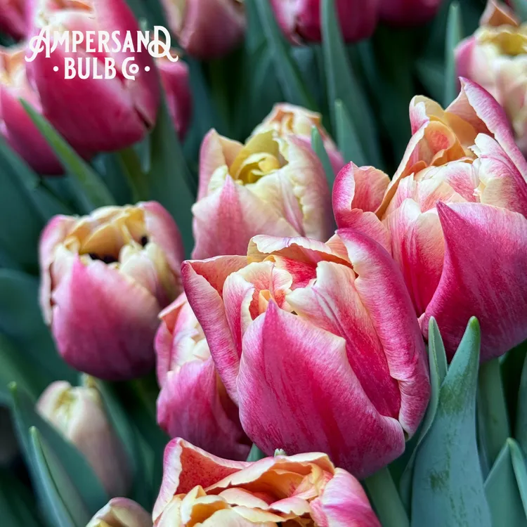 Verona Sunrise Tulip Bulbs