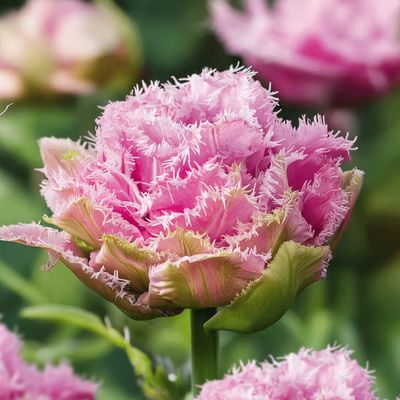 Cairns Tulip Bulbs