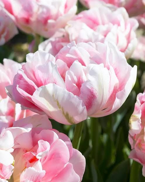 Finola Tulip Bulbs