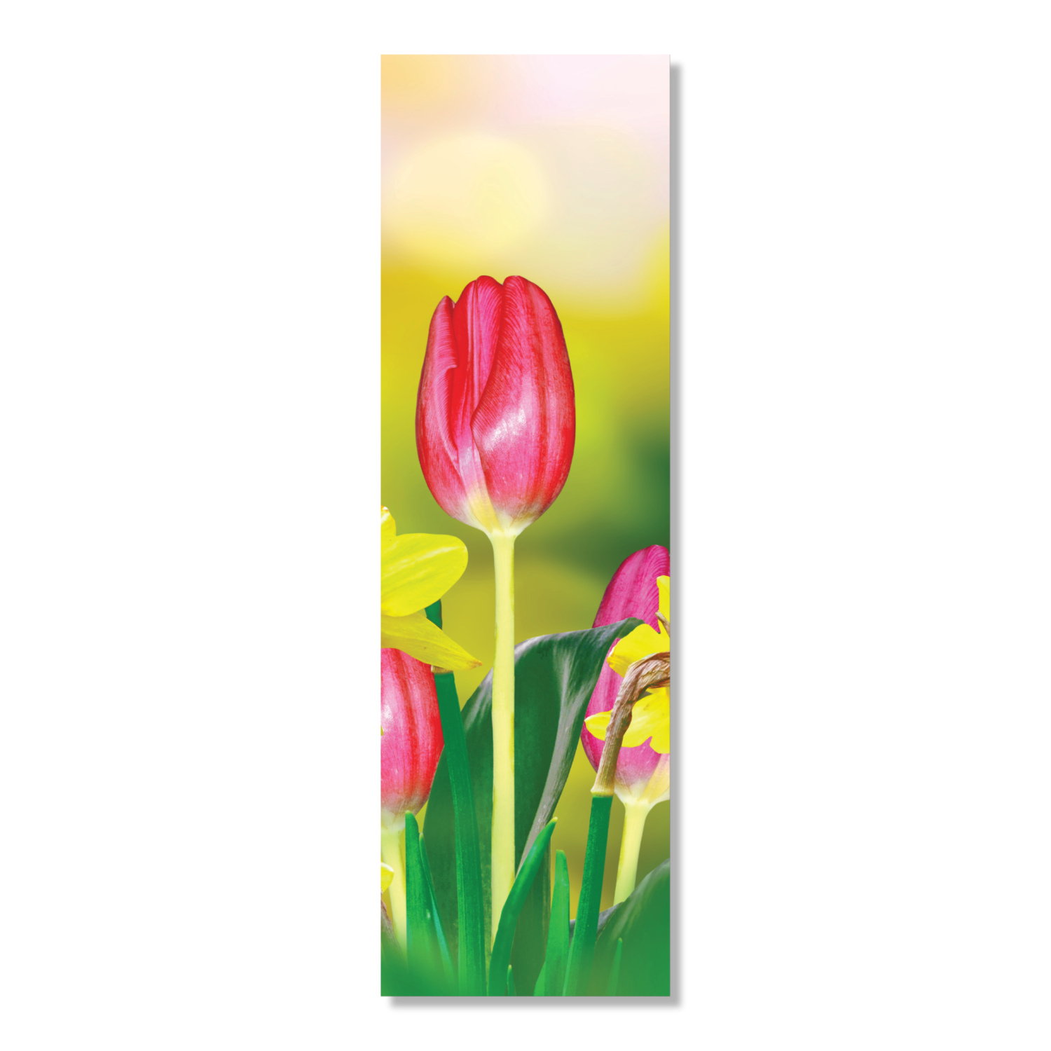 Spring Tulip 601
