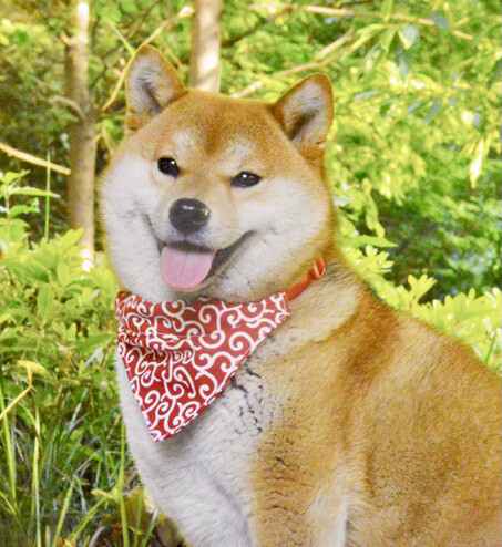 Shiba Inu Cloth Collar
