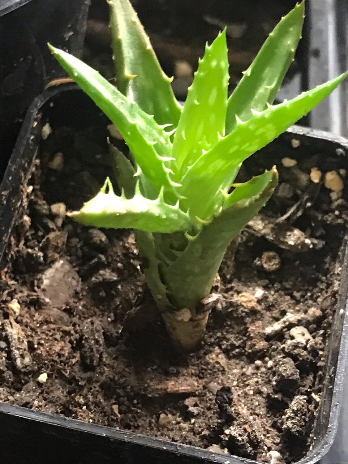 Tiger Aloe Succulent Plant Shipping Included  In Price