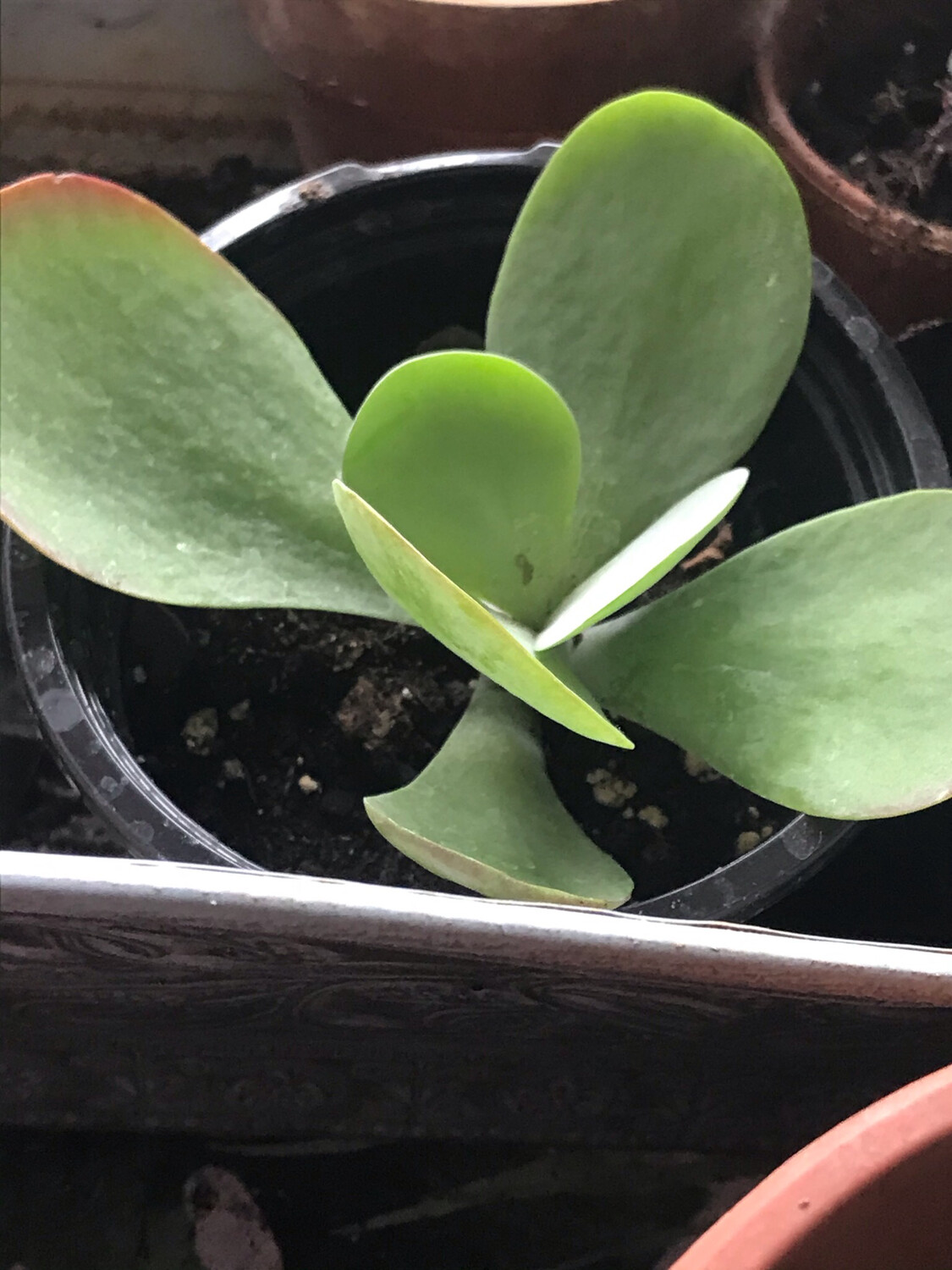 Paddle Plant - Succulent In Pot Shipping Included In Price
