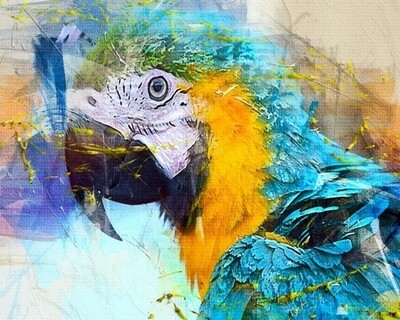 Diamond painting papegaai 40 x 50