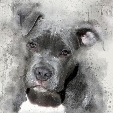 Diamond painting pitbull puppy 30 x 40