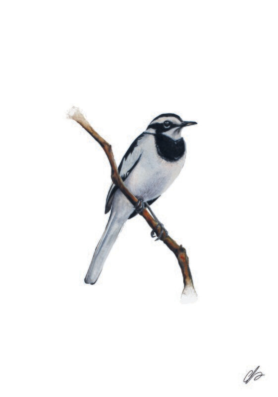 Wagtail