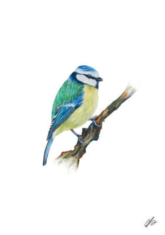 Blue Tit