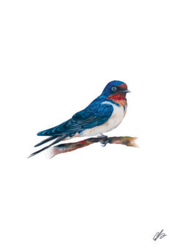 Swallow