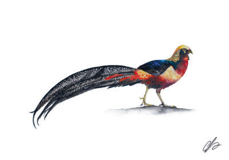 Golden Pheasant