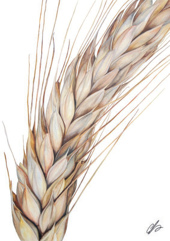 Barley