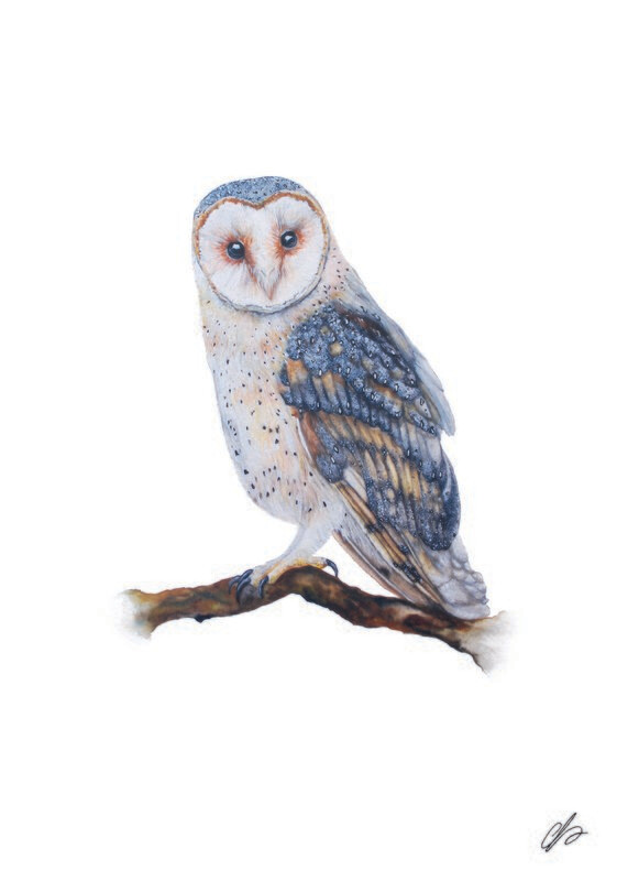 Barn Owl