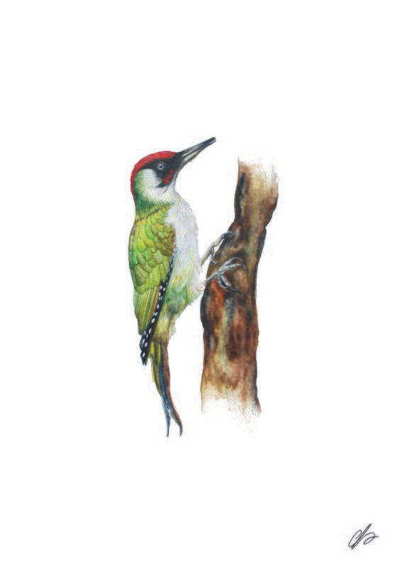 Green Woodpecker