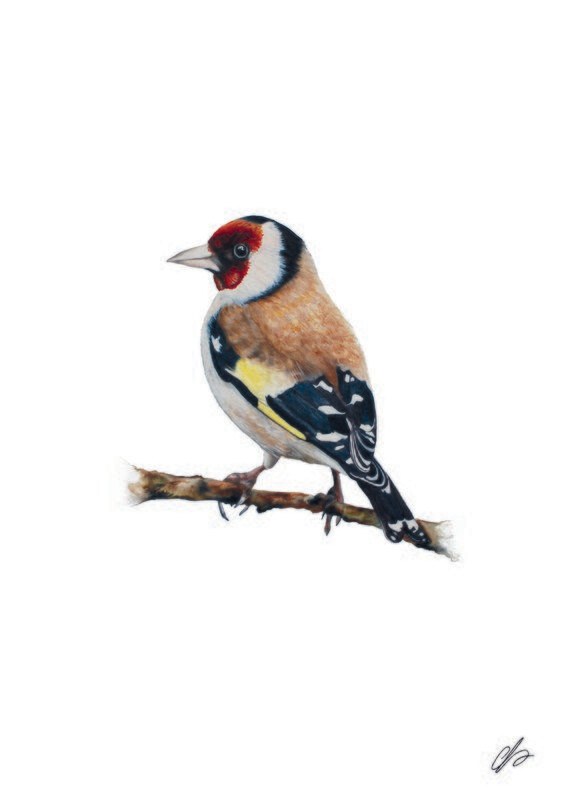 Goldfinch