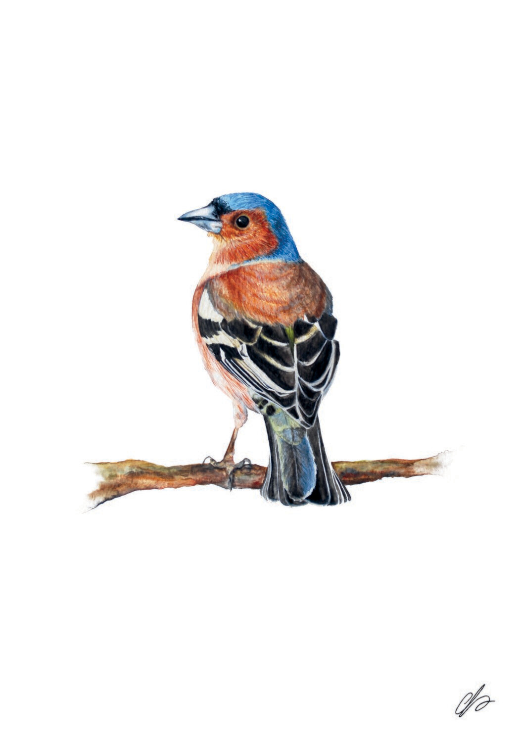 Chaffinch