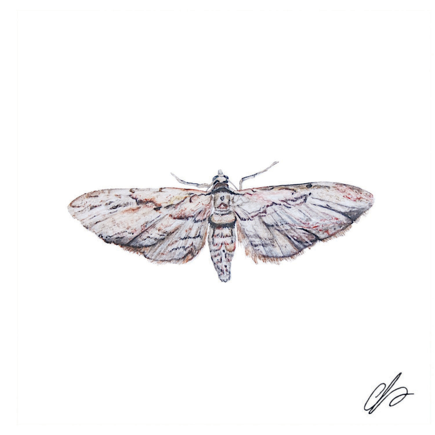 Common Grey Moth