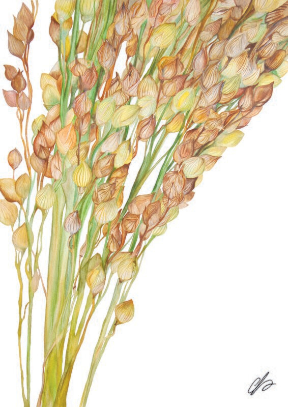 Millet