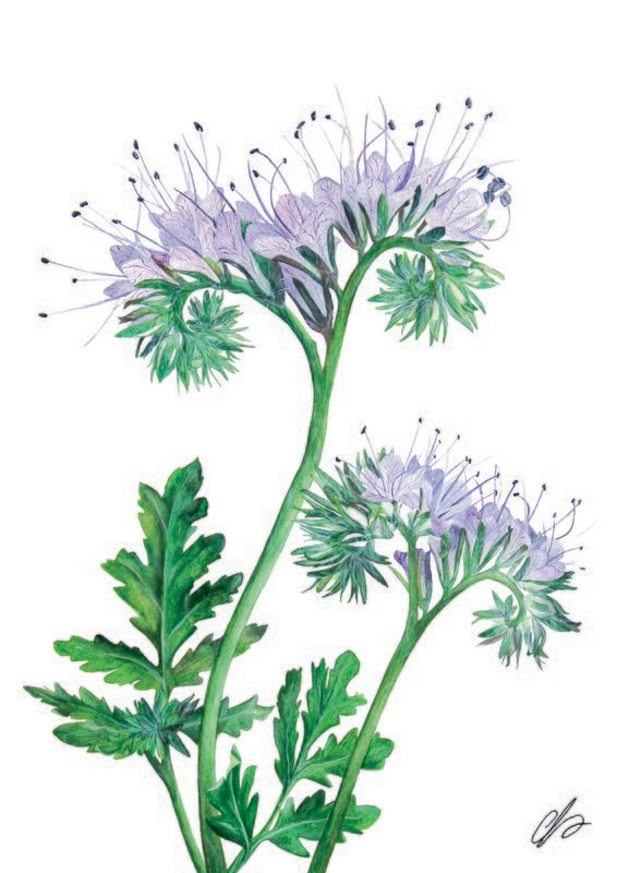Phacelia