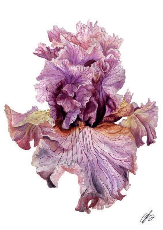 Iris Paris Fashion