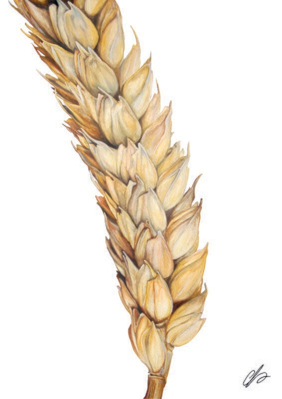 Wheat